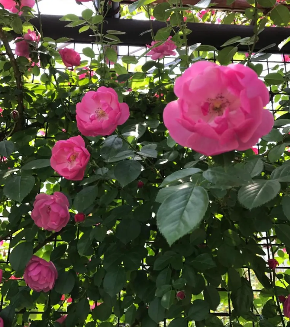 Country house Ritz Garden Niji Guest House Biei