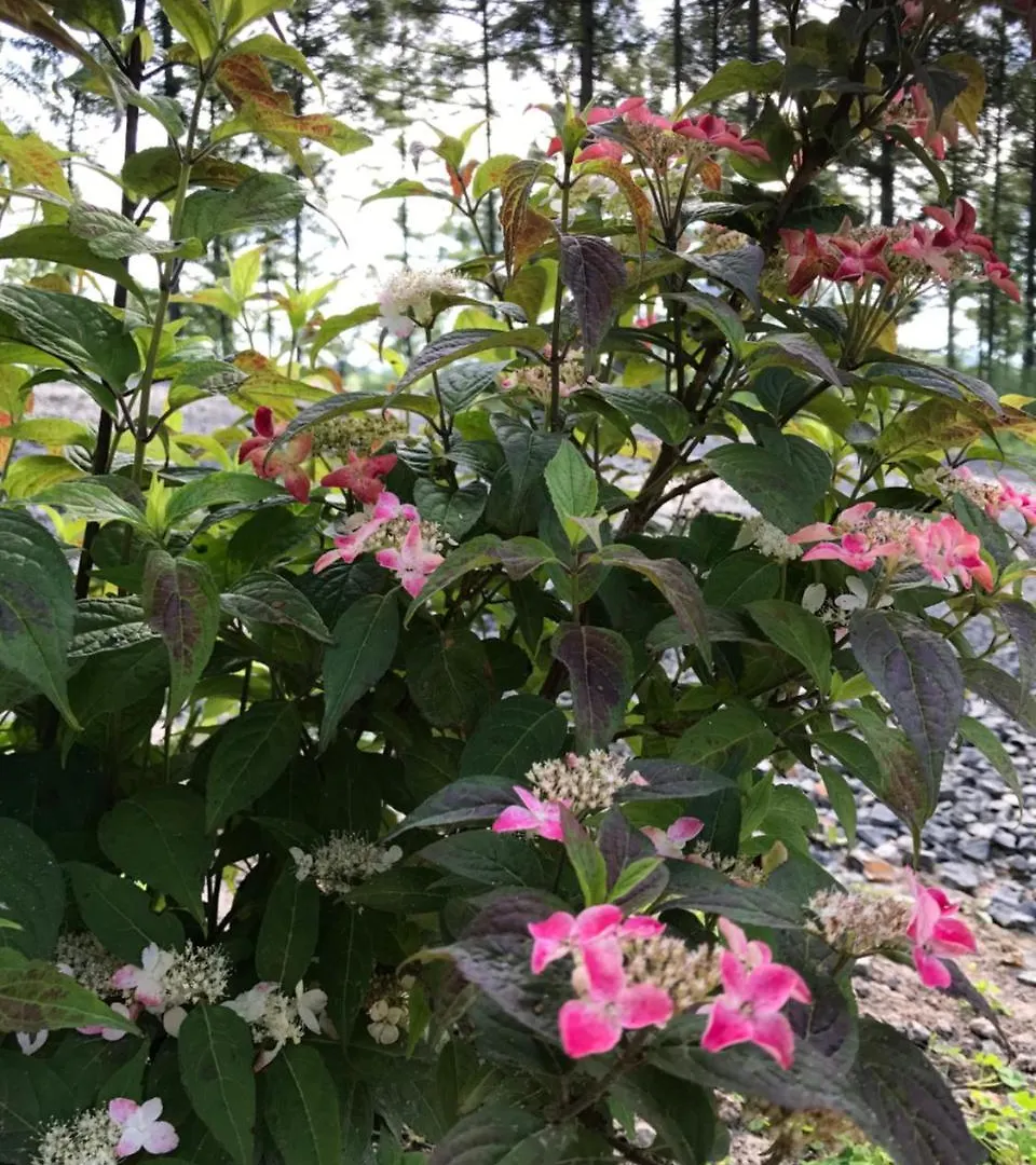 Ritz Garden Niji Guest House Biei Country house