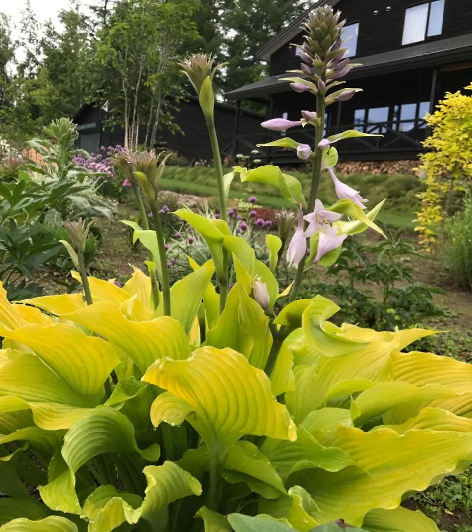 Ritz Garden Niji Guest House Biei Japan